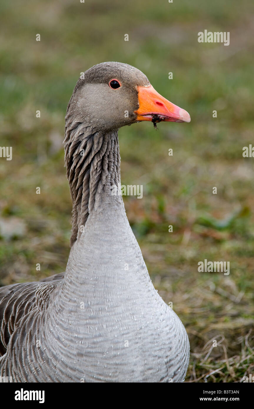 Graugans: Anser Anser. Fütterung Cley neben das Meer, Norfolk, England Stockfoto