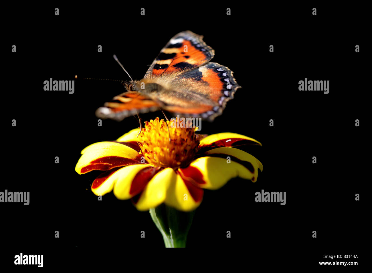 Kleiner Tortoiseshell-Schmetterling (Nymphalis urticae), der sich auf Ringelblume ernährt Stockfoto