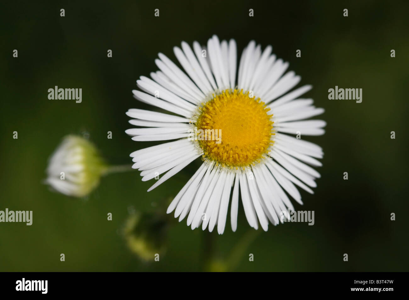 Weiße Daisy Fleabane Erigeron strigosus eine künstlerische Wildblume von oben Bilder über Kopf niemand kein einzigartiges Design floraler verschwommener Hintergrund Hi-res Stockfoto