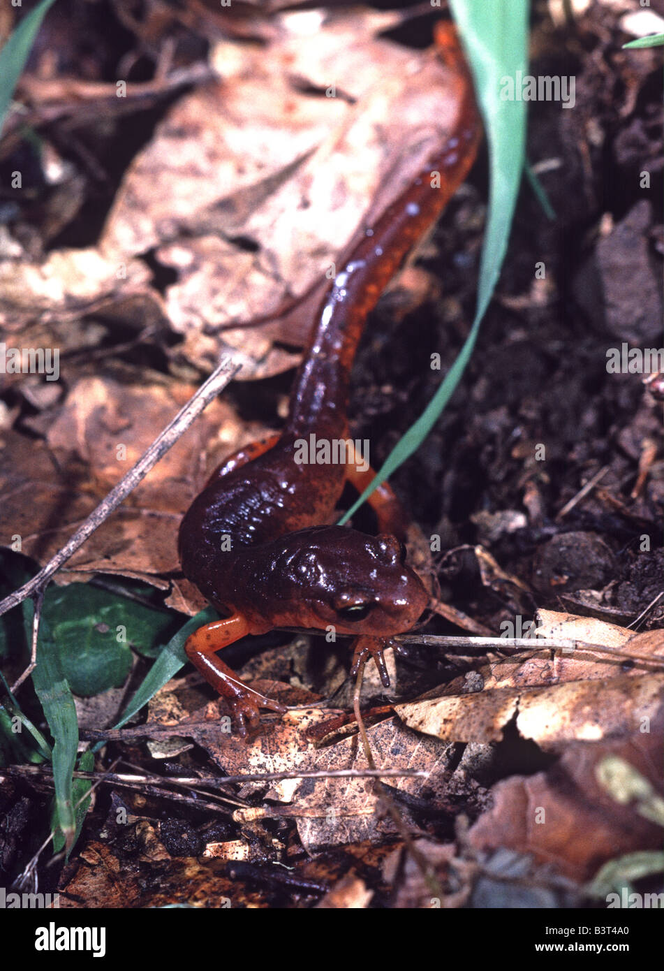 Ensatina Eschscholtzi Salamander Santa Cruz Mountains Kalifornien USA Stockfoto