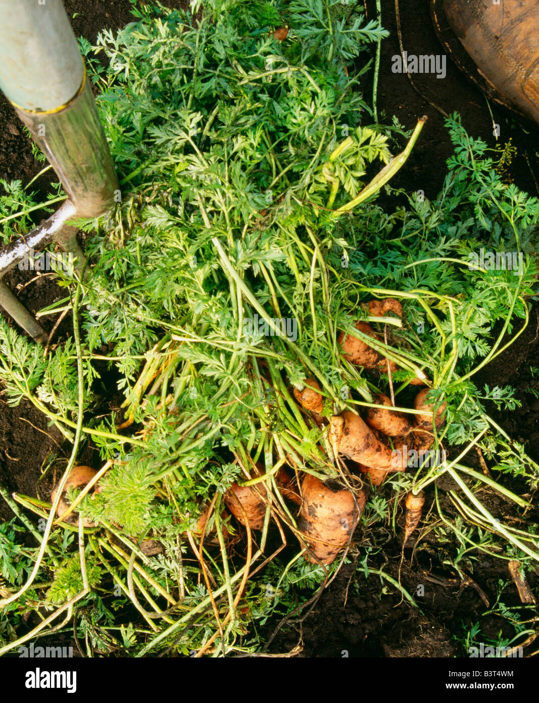 Karotten frisch ausgegraben Garten Stockfoto