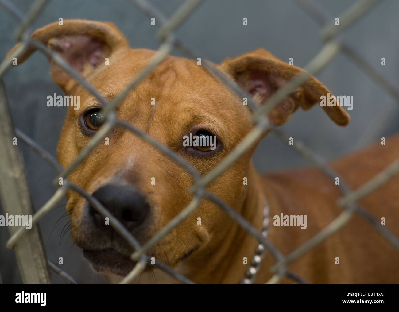 Eine wirklich schöne Pitbull streunende gefunden und in das Pfund erwartet, entweder durch seinen Besitzer gefunden hat zu einer neuen Familie Stockfoto