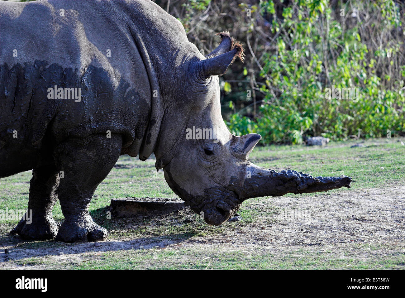 Ein Nashorn schlängelt sich über im Audubon Zoo in New Orleans, Louisiana. Stockfoto