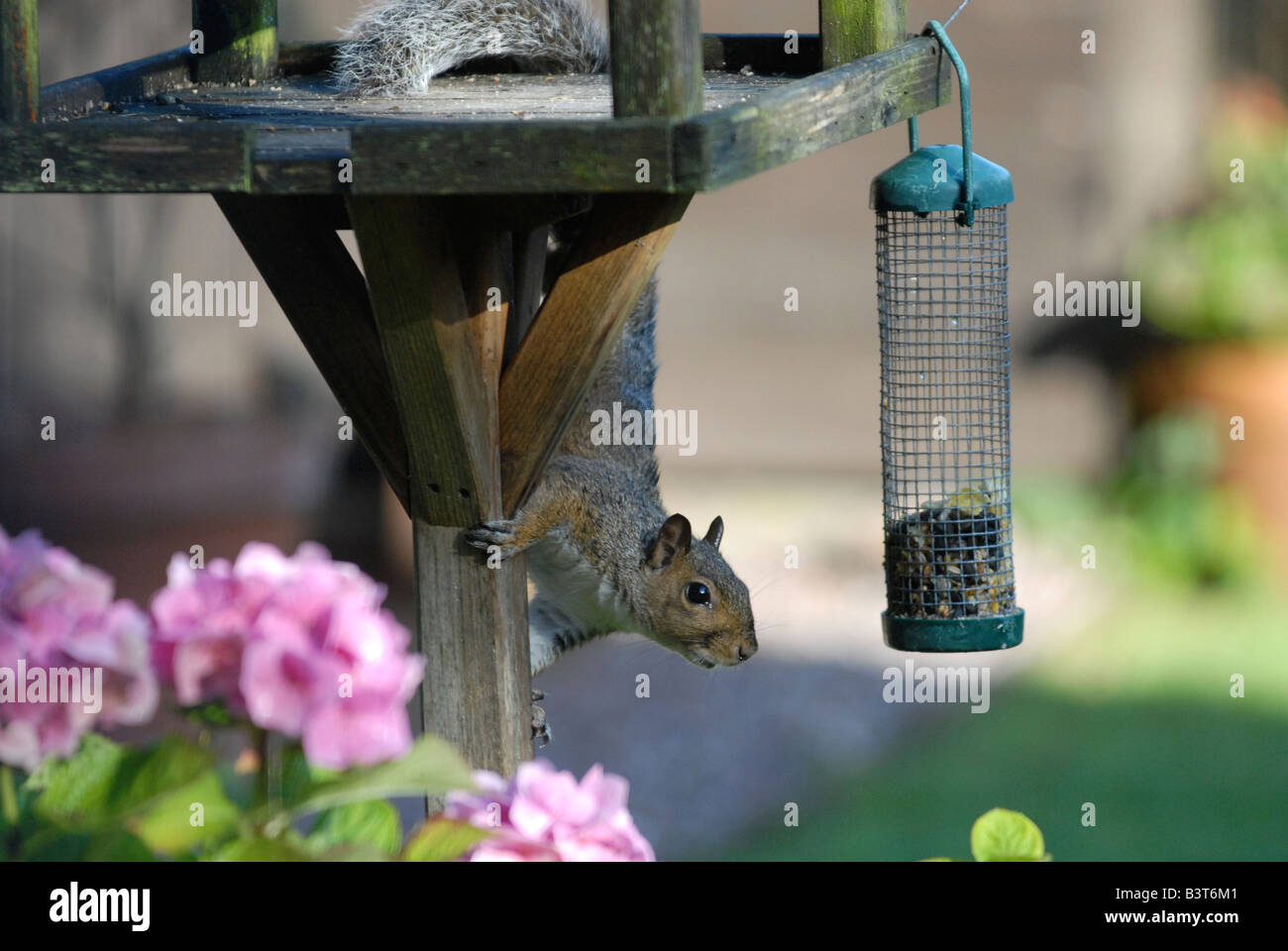 Ein Grauhörnchen stiehlt, Samen und Nüssen aus ein Vogelhaus hängend von einem Vogel Tisch in einem vorstädtischen Garten Stockfoto