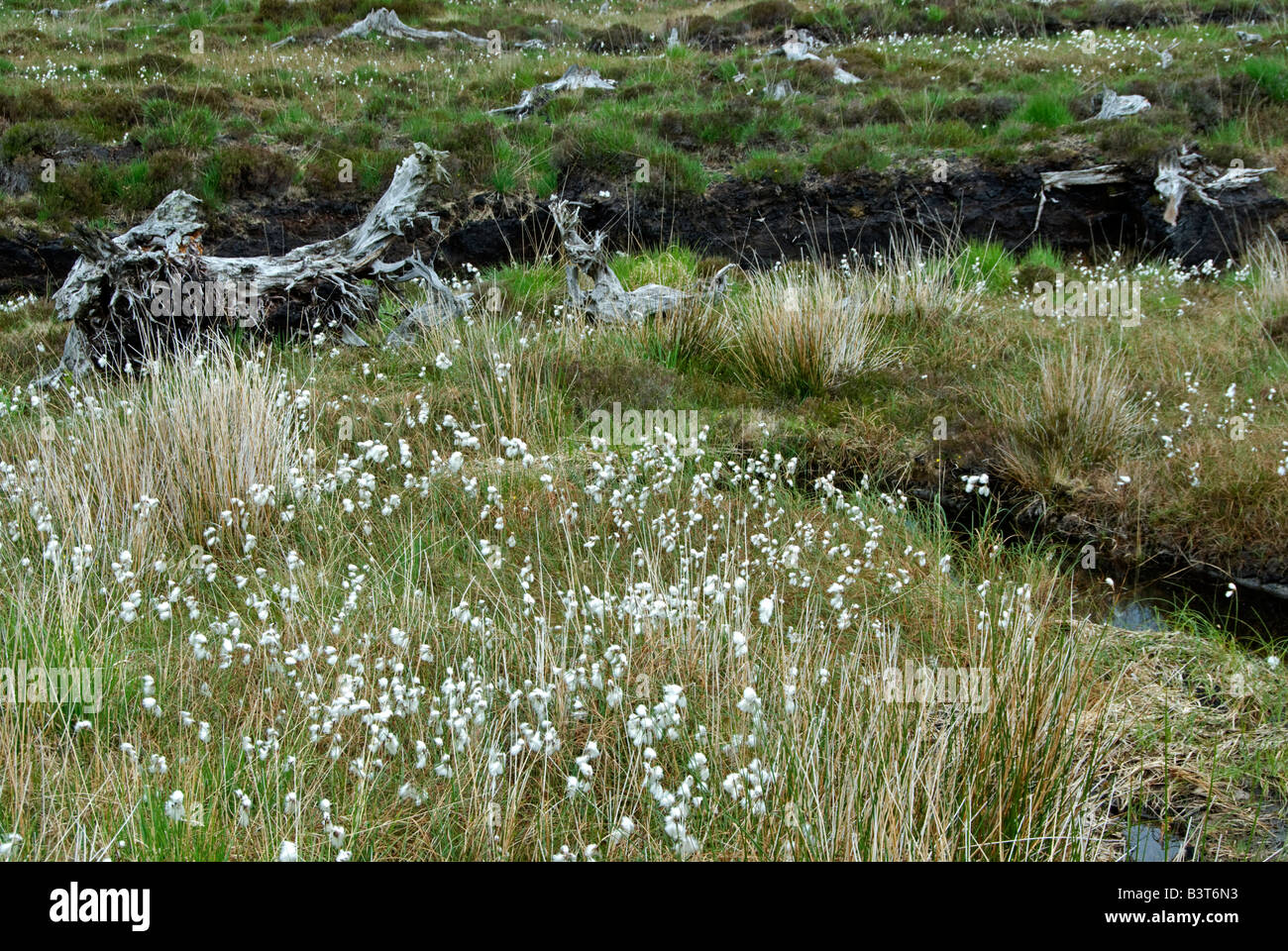 Torfmoor mit Mooreiche und Wollgras: Wollgras Angustifolium.  County Mayo Irland Mai Stockfoto