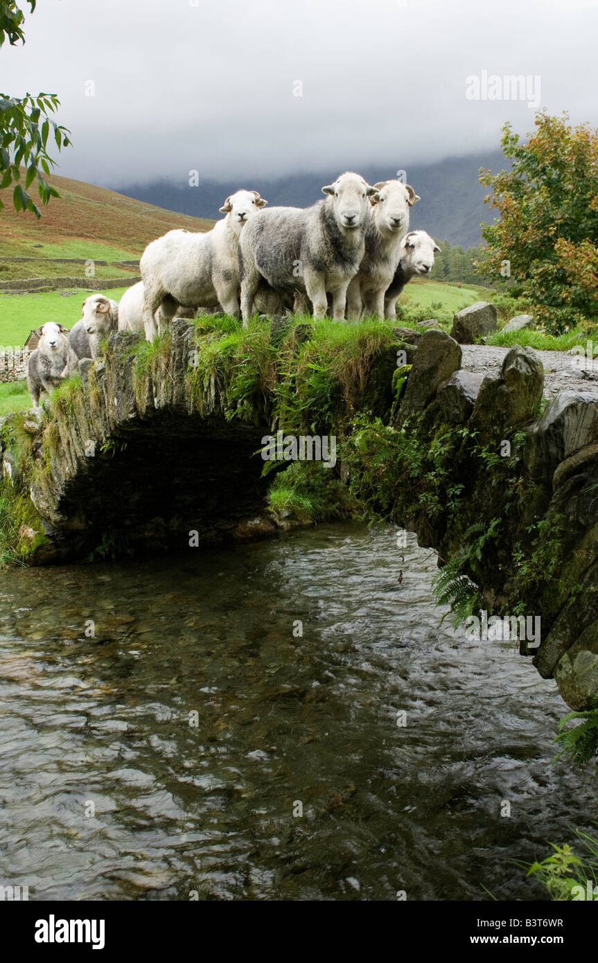 Schäfer bringt Herdwick Schafe über alte Pack Pferd Brücke Wasdale englischen Lake District Stockfoto