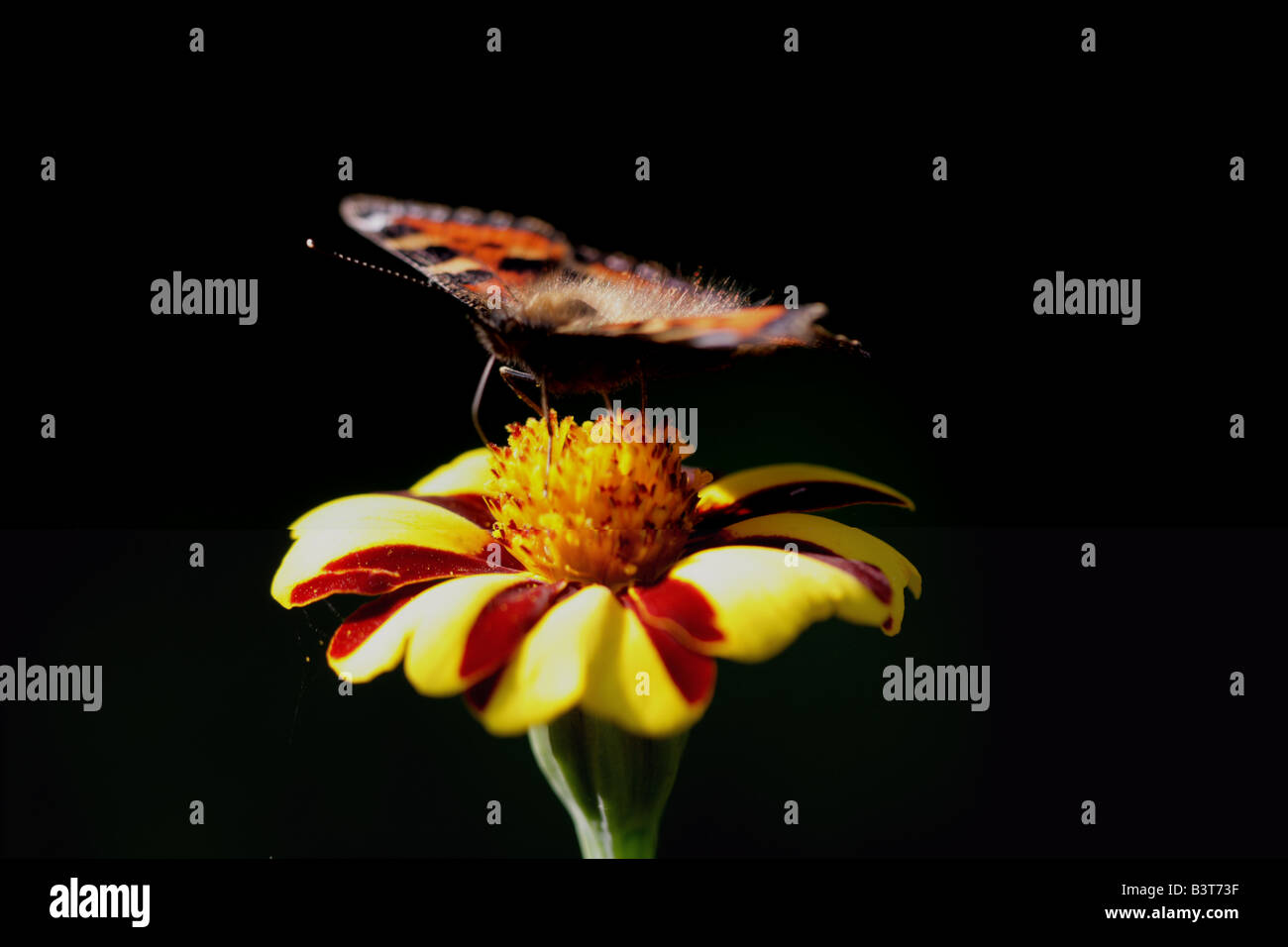 Kleiner Tortoiseshell-Schmetterling (Nymphalis urticae), der sich auf Ringelblume ernährt Stockfoto