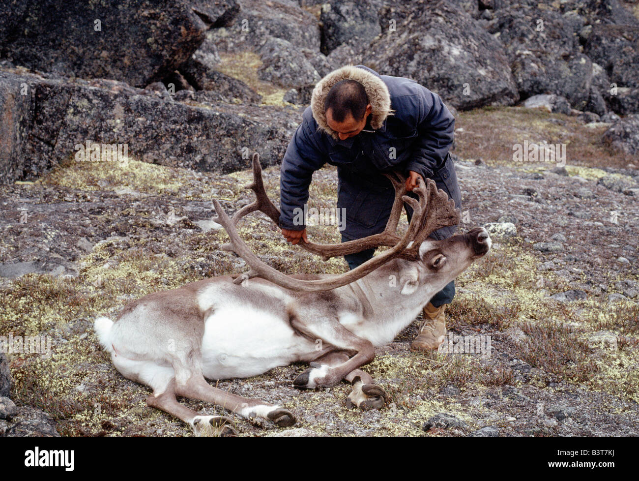 Inuit (Eskimo) Mann und einem frisch getöteten Karibus, Baffininsel, Nunavut, Kanada Stockfoto
