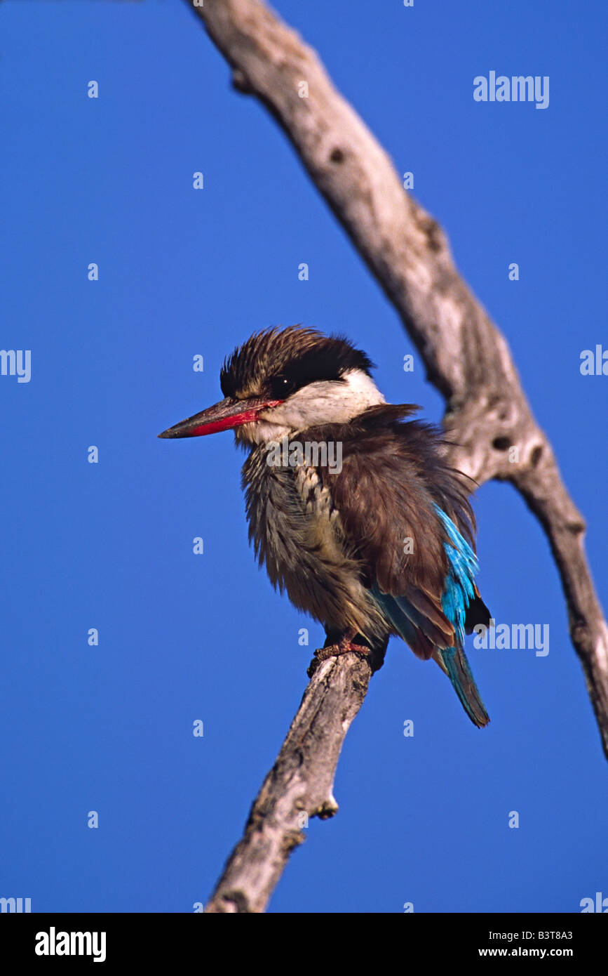 Afrika, Botswana, Moremi Widlife Reserve. Porträt von einem gestreiften Kingfisher (Halcyon Chelicuti) Stockfoto