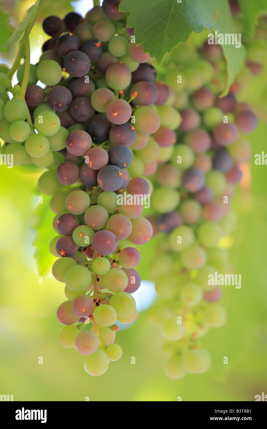 Wein Traube Stockfotos und -bilder Kaufen - Alamy