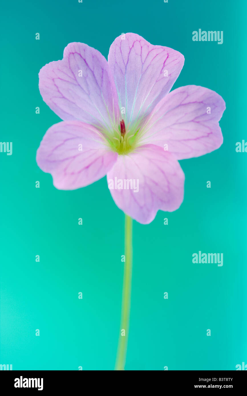 Porträt einer rosa oder lila Geranie Blume gegen einen grünen Hintergrund blau oder türkis Stockfoto