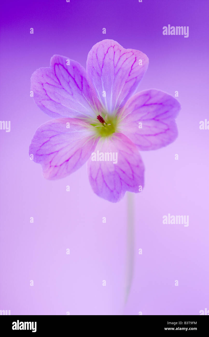 Porträt einer rosa oder lila Geranie Blume gegen einen lila Hintergrund Stockfoto