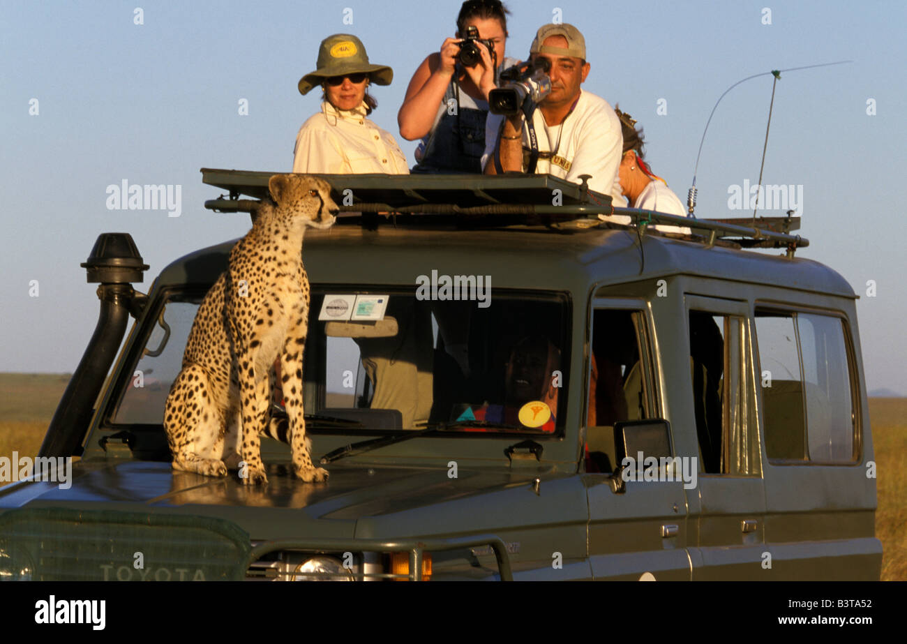 Afrika, Kenia, Masai Mara. Ein Tourist einen Gepard auf ihrem Land Rover zu bewundern. Stockfoto