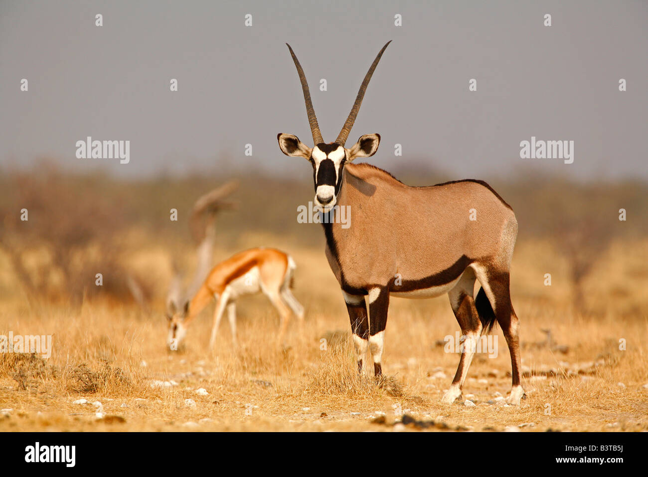 Namibia, Etosha NP.  Männliche Gemsbok (Oryx Gazella). Stockfoto