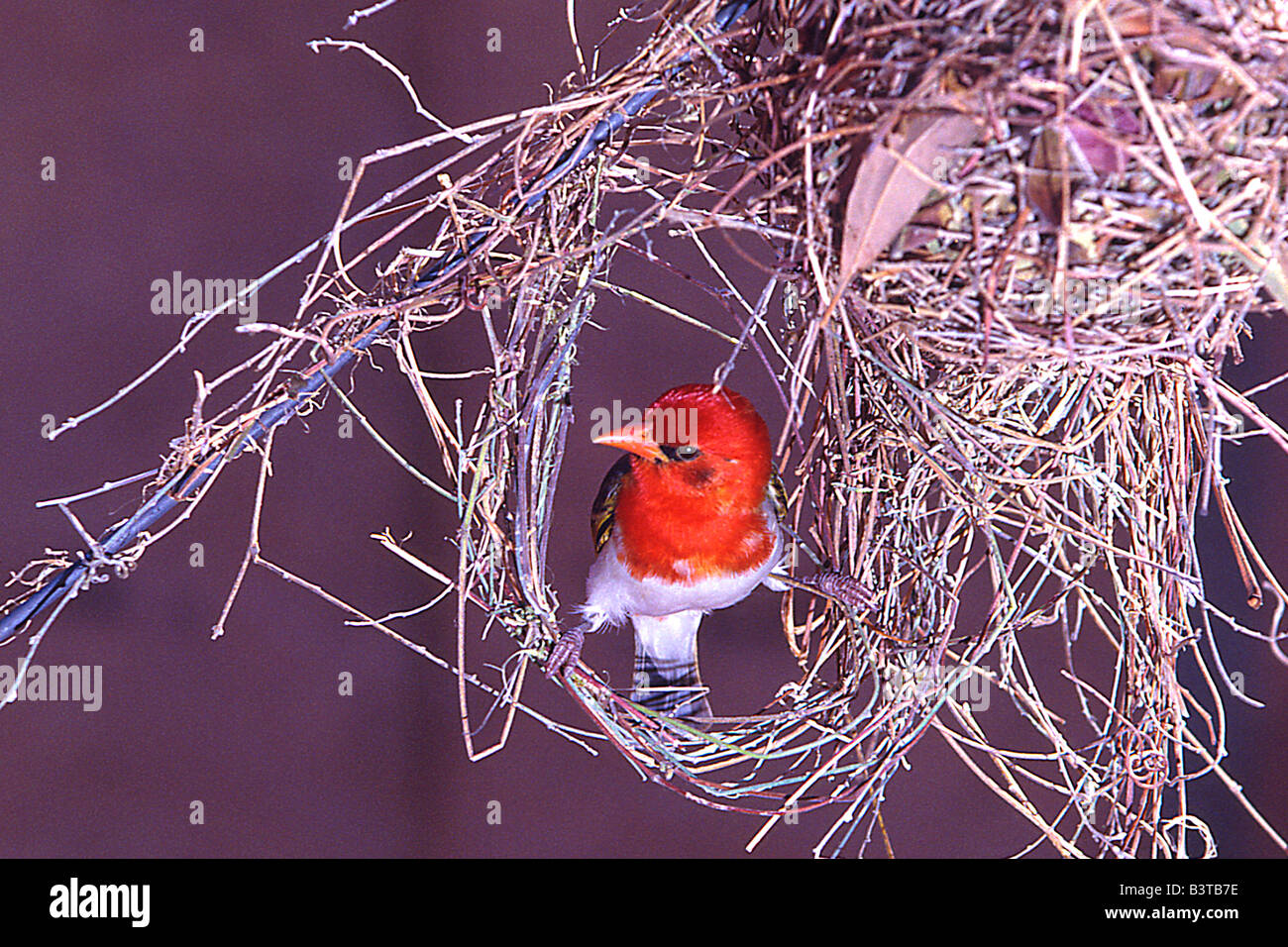 Afrika, Südafrika, Kruger National Park. Rothaarige Weber unter Nest. Stockfoto