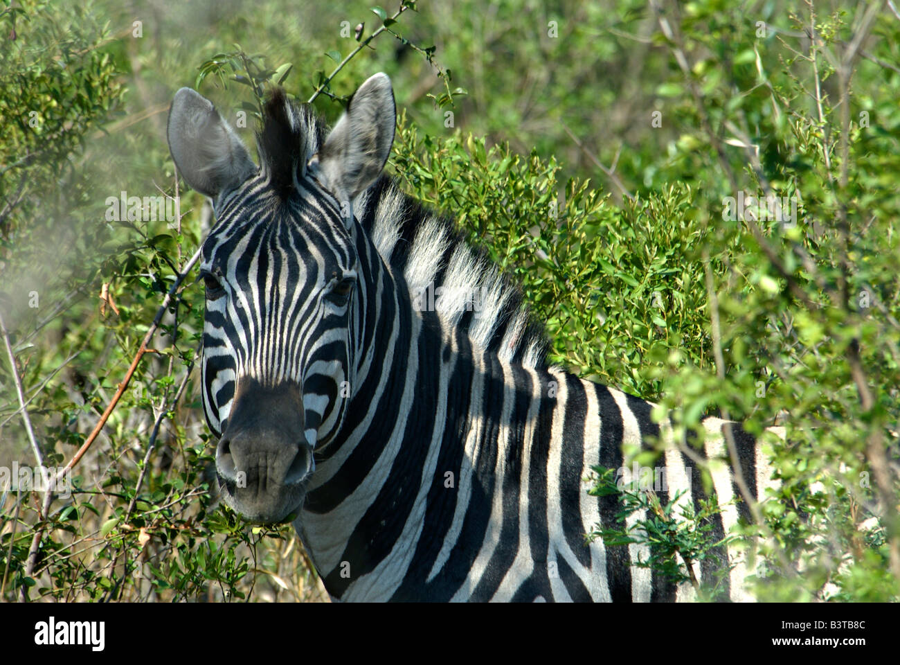 Afrika, Südafrika, KwaZulu Natal, Hluhluwe Umfolozi Nationalpark, Zebra (RF) Stockfoto