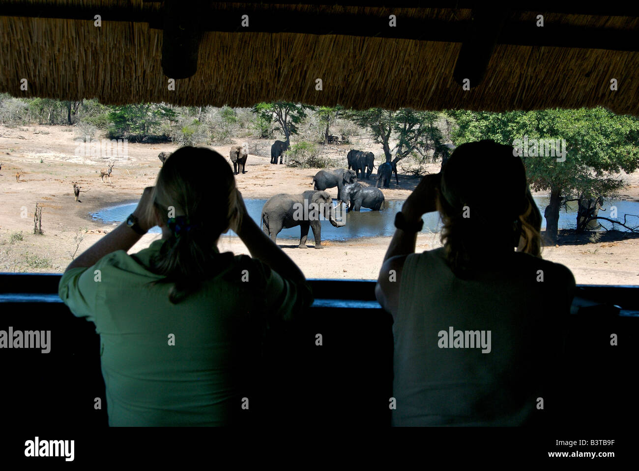 Afrika, Südafrika, KwaZulu Natal, Westville, Tembe Elephant Park, Touristen betrachten Elefanten aus Fell, (RF) (MR) Stockfoto