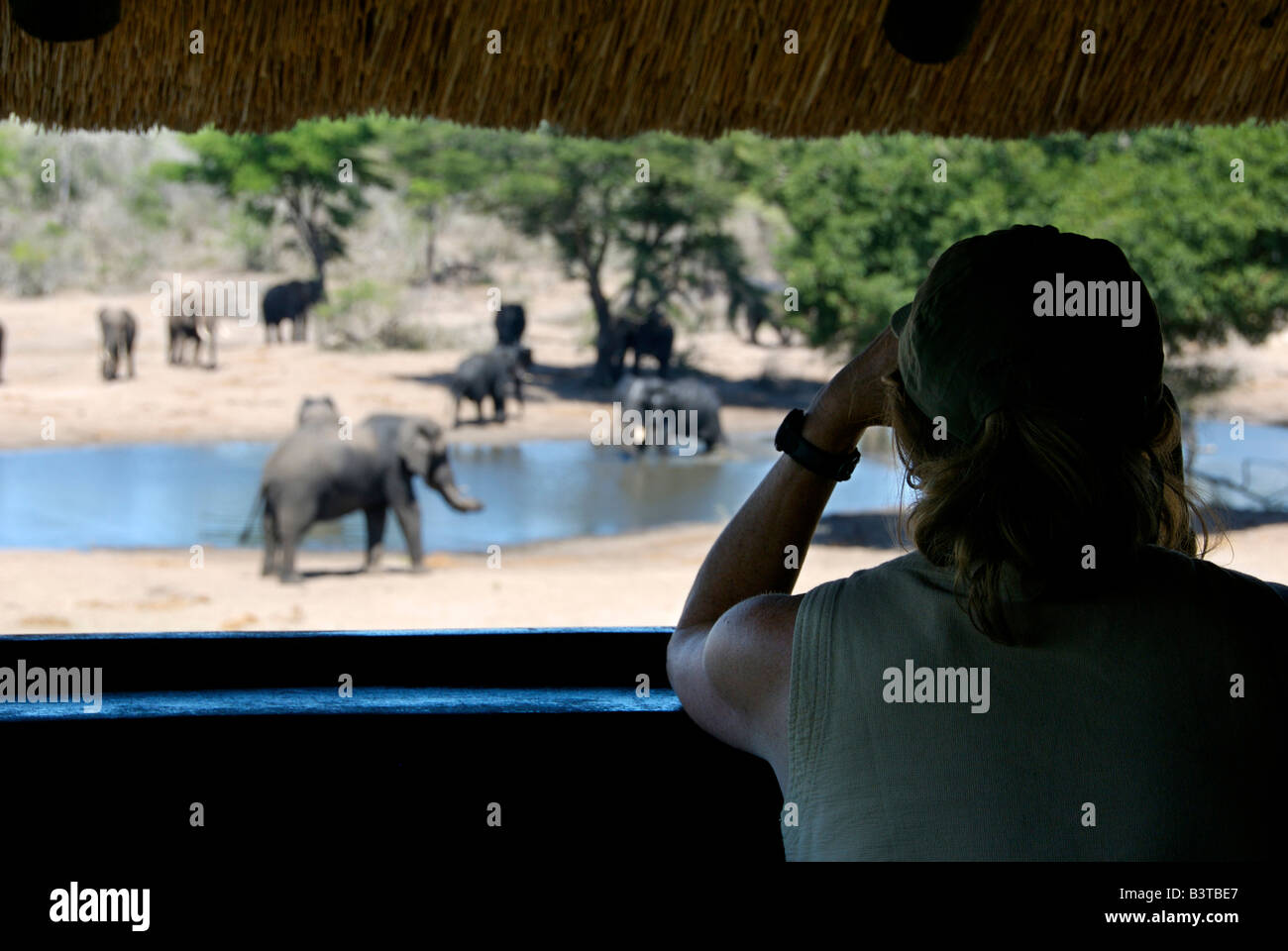 Afrika, Südafrika, KwaZulu Natal, Westville, Tembe Elephant Park, Touristen betrachten Elefanten aus Fell, (MR) Stockfoto