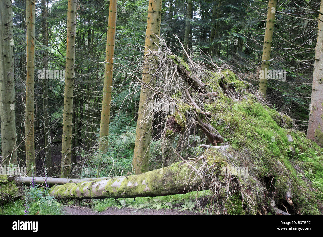 Umgestürzten Baum Forstwirtschaft Brecon Beacons Wales UK Stockfoto