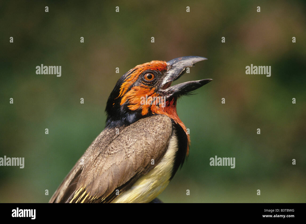 Afrika, Zimbabwe. Nahaufnahme der schwarz-collared Barbet. Stockfoto