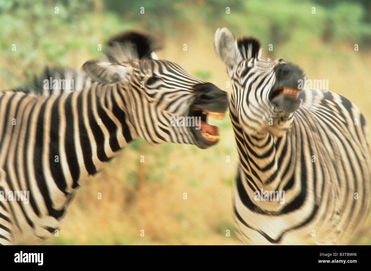 Afrika, Zimbabwe. Zwei Zebras im Rahmen eines Rechtsstreits. Stockfoto