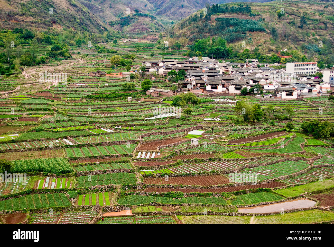 Asien, China, Yunnan Provinz, Shiping. Vielzahl von Pflanzen wachsen an den Hängen unterhalb Da Qiao Dorfes. Stockfoto
