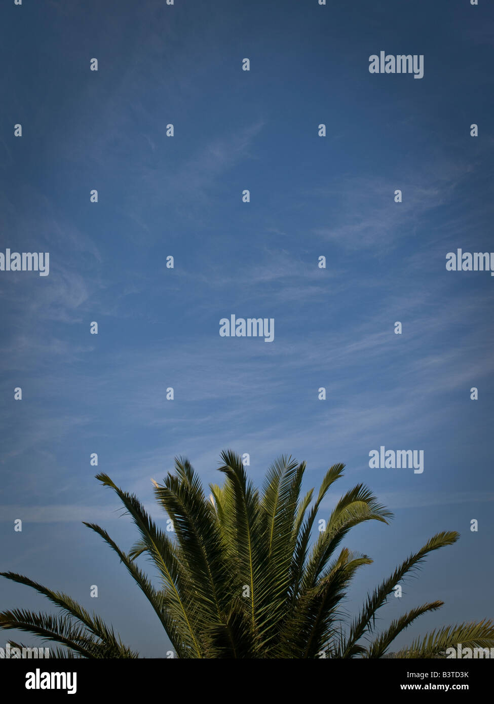 Dattelpalme vor blauem Himmel Stockfoto