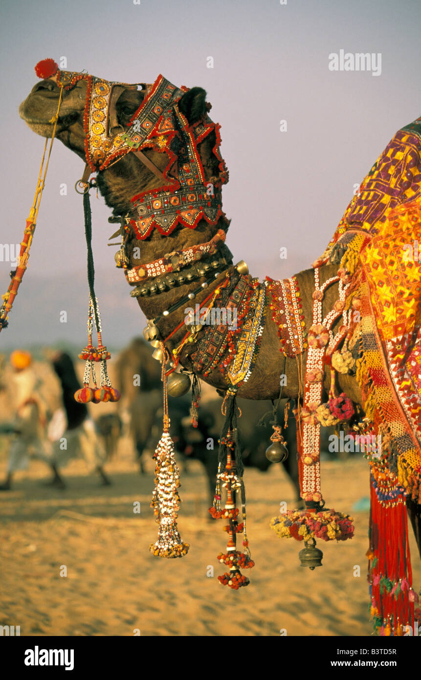 Asien, Indien, Pushkar. Kamel Shamu, Pushkar Kamel-Festival. Stockfoto