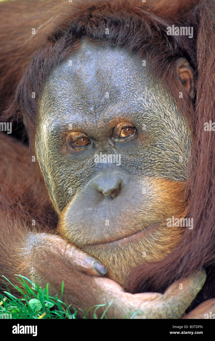Ozeanien, Indonesien, Sumatra. Sumatra-Orang-Utan (Pongo Pygmaeus Abelii) Stockfoto