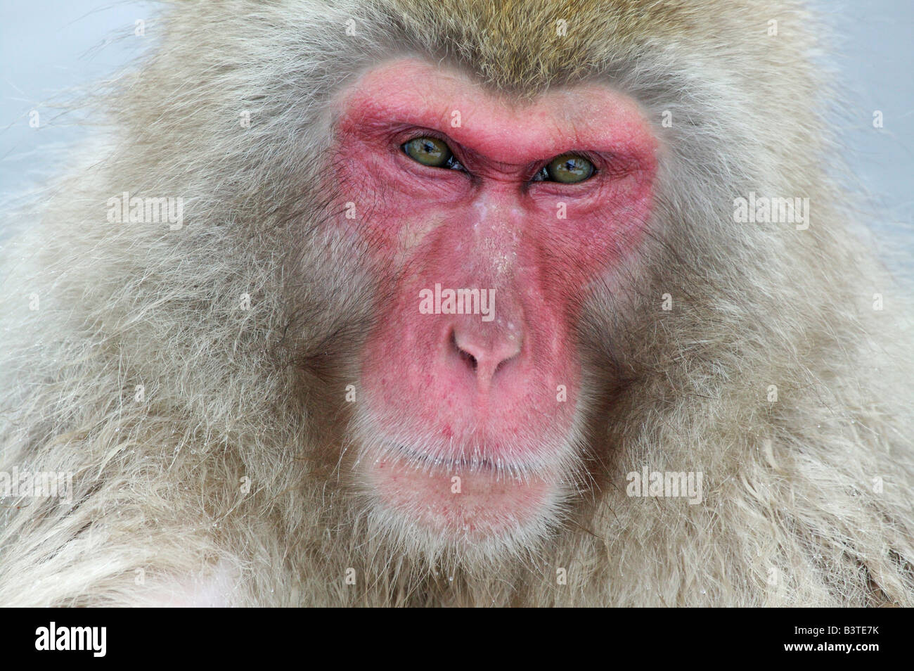 Japan, Affenpark Jigokudani. Eine Schnee-Affe schaut nachdenklich in die Kamera. Stockfoto