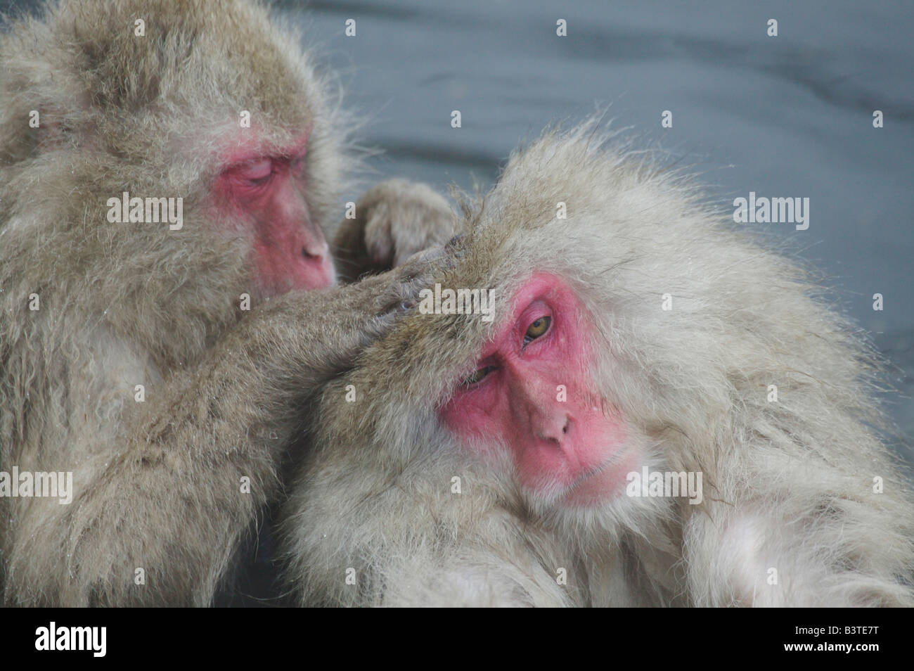 Japan, Affenpark Jigokudani. Eine Schnee-Affe Bräutigam ein anderes während der Sitzung in einer heißen Quelle. Stockfoto