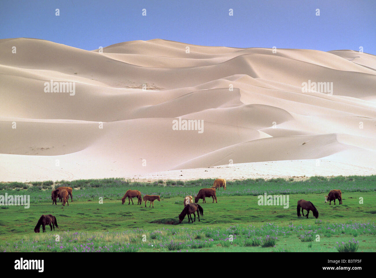 Asien, Mongolei, Wüste Gobi. Wilde Pferde. Stockfoto