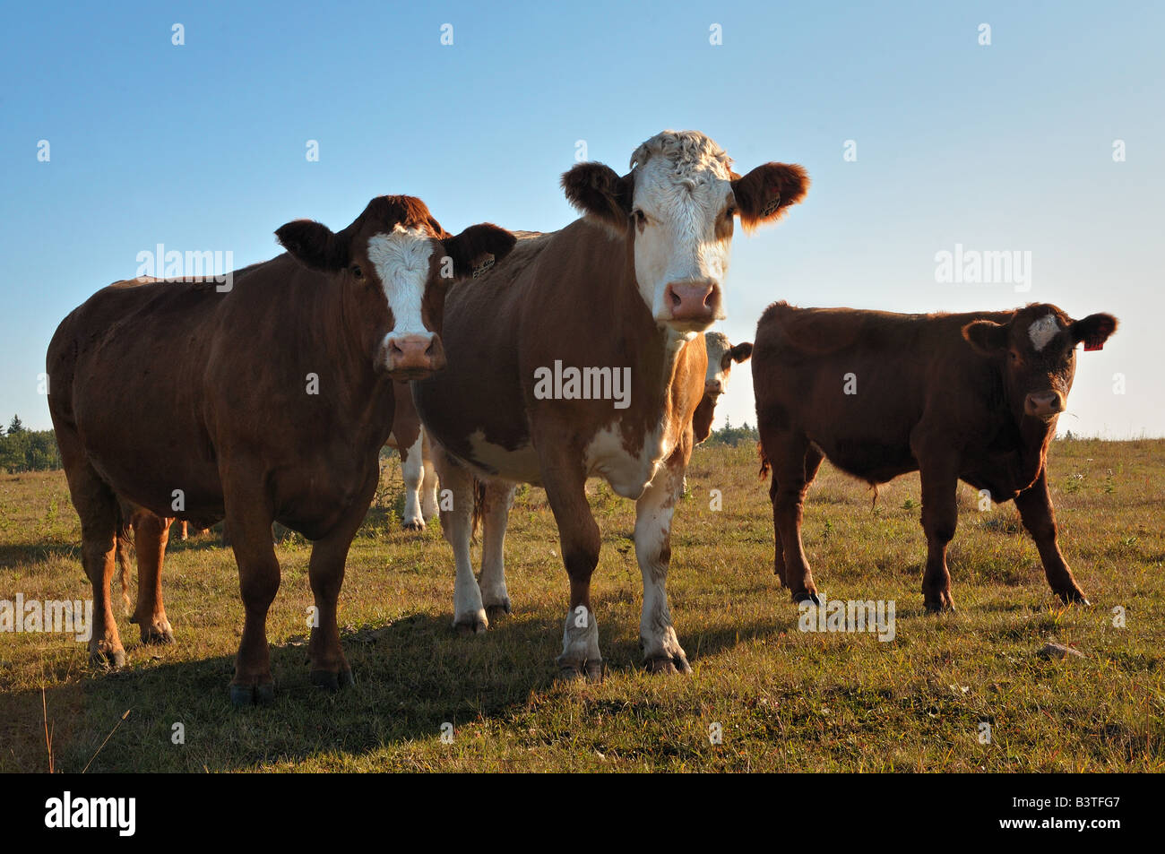 Mutterkühe 0803 Stockfoto