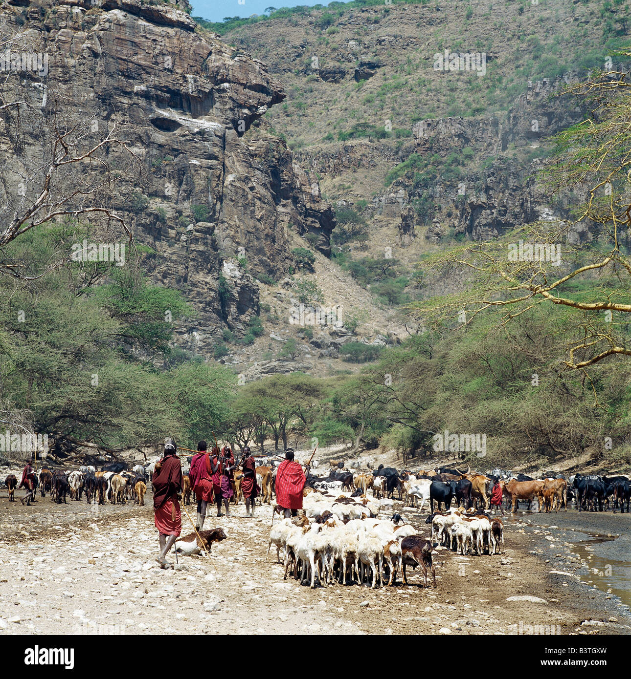 Tansania, Norden von Tansania, Maasai Vieh Tränken am saisonalen Sanjan Fluss, der sich in den Bergen Gol der Norden Tansanias erhebt. Stockfoto