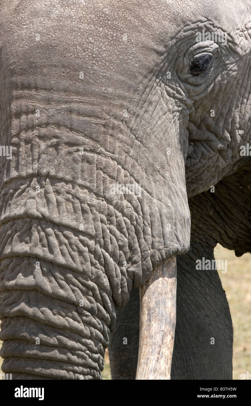Elefanten in der Nähe, Porträt Stockfoto