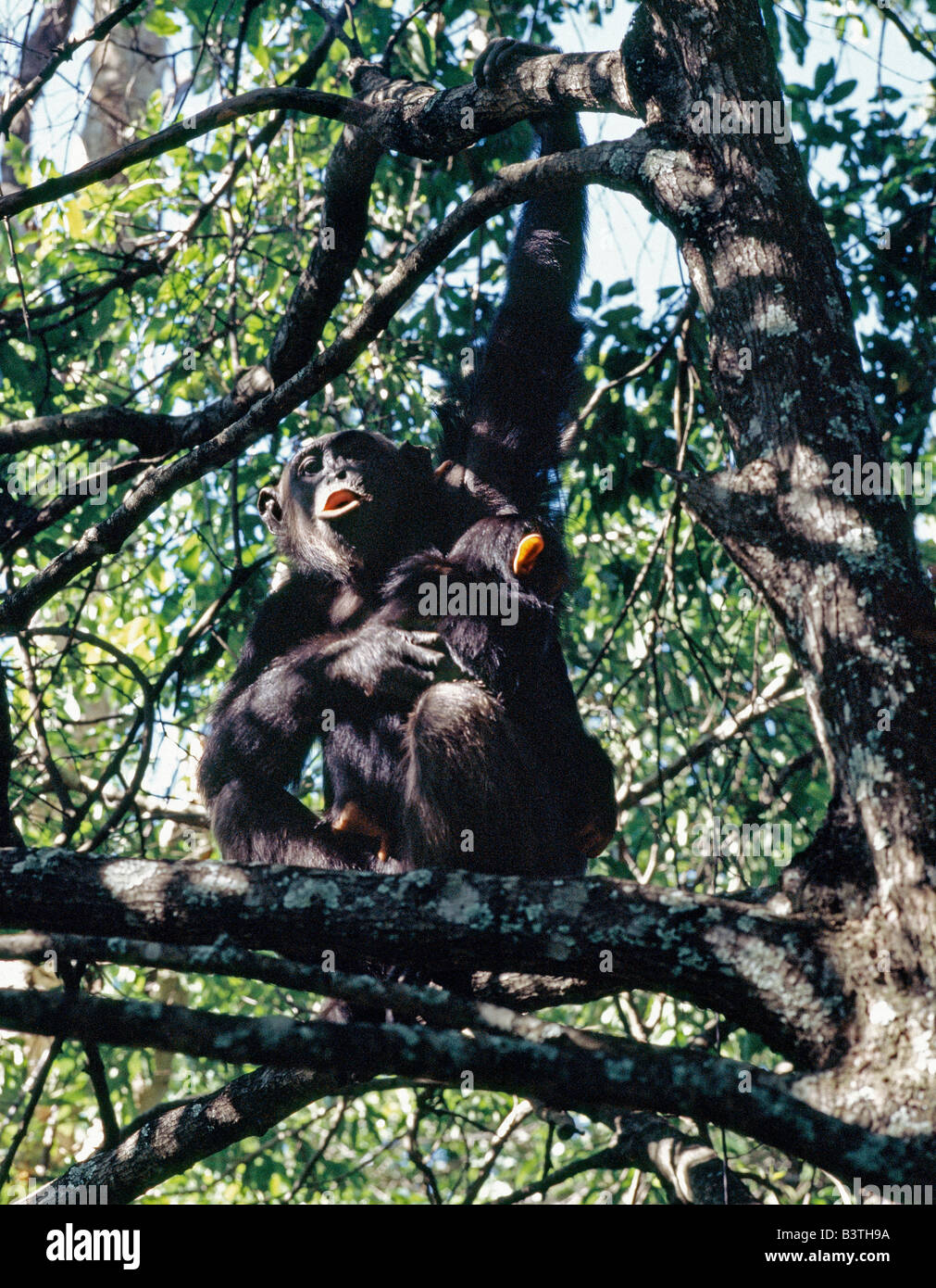 Tansania, Kigoma, A weibliche Schimpansen mit ihrem Baby in den Baumkronen zu sitzen und mit der Aufforderung an andere Mitglieder der Truppe. Die entlegenen Mahale Berge, befindet sich auf einer Beule am östlichen Ufer des Tanganjika-Sees, steigen spektakulär 8.069 Füße. Die Berghänge sind mit Regenwald bedeckt wo viele Bäume eine genauere Affinität zur westafrikanischen Arten als denen von Ostafrika zeigen. Seit 1980 als Nationalpark geschützt, die Berge sind Heimat einer der wichtigsten wilden Schimpansenpopulationen links in Afrika. Stockfoto