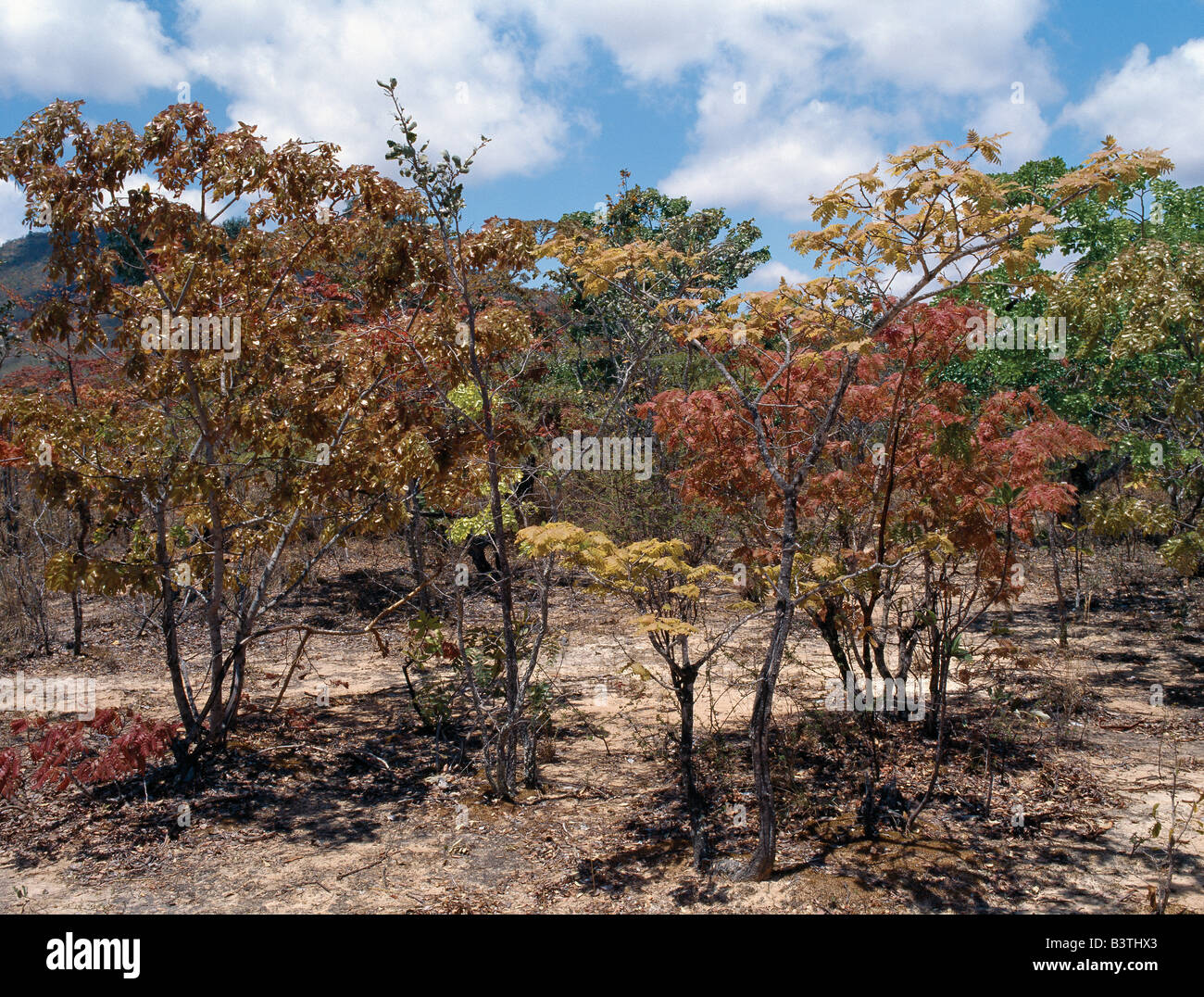 Iringa, Tansania Isimila. Nach dem ersten Regen nach einer langen Trockenzeit brach Brachystegia Bäume in Blatt im schönen herbstlichen Farbtönen. Bekannt als Miombo Waldland, decken diese Bäume viel von Tansania und Zentralafrika. Stockfoto