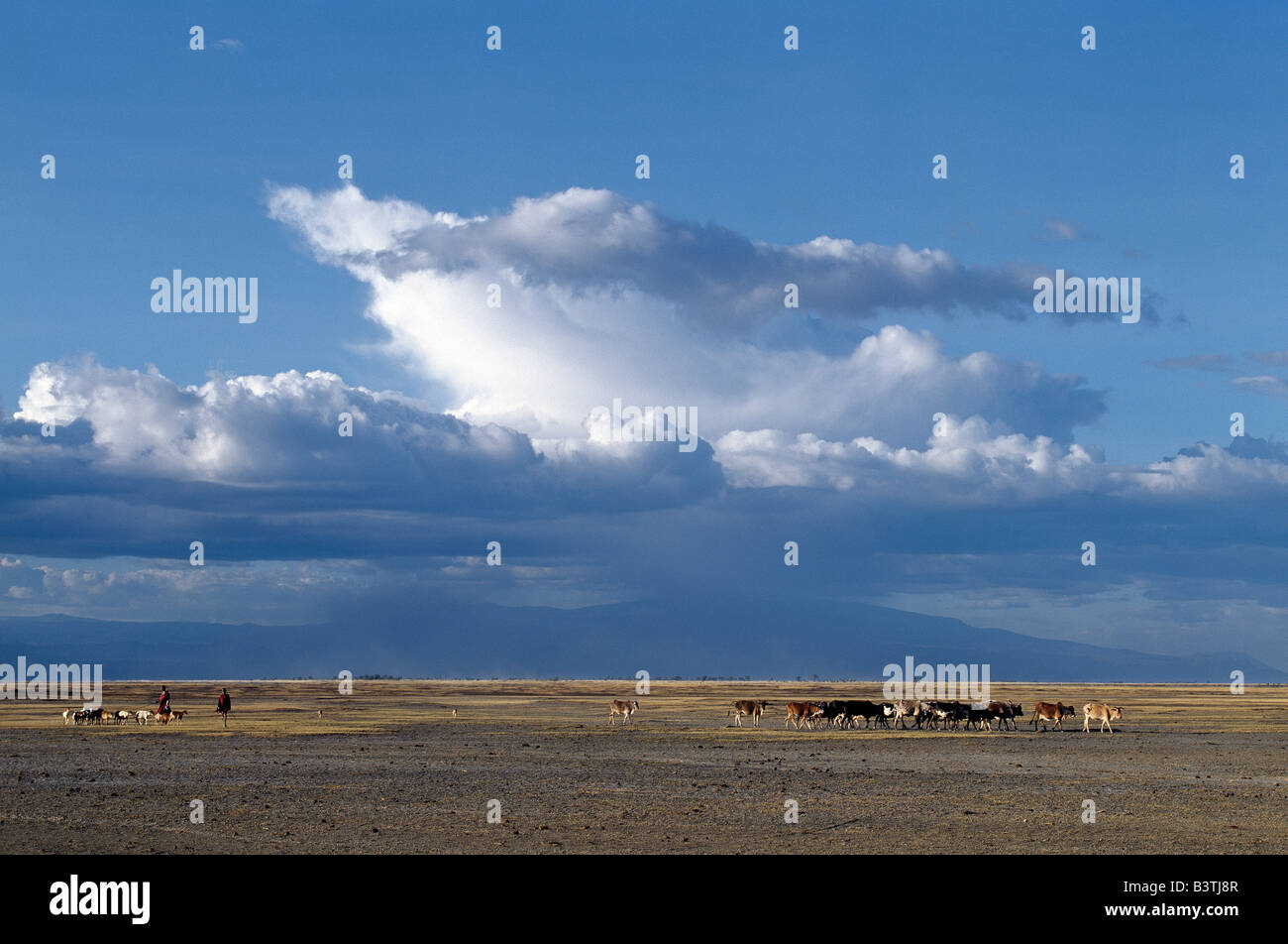Tansania, Norden von Tansania, Manyara. Mit Gewitterwolken sammeln über dem Ngorongoro Hochland, A Datog Frau und ihr Sohn Antrieb ihre Familie Vieh nach Hause am späten Nachmittag über die grasbewachsenen Ebenen westlich von Lake Manyara National Park. Stockfoto