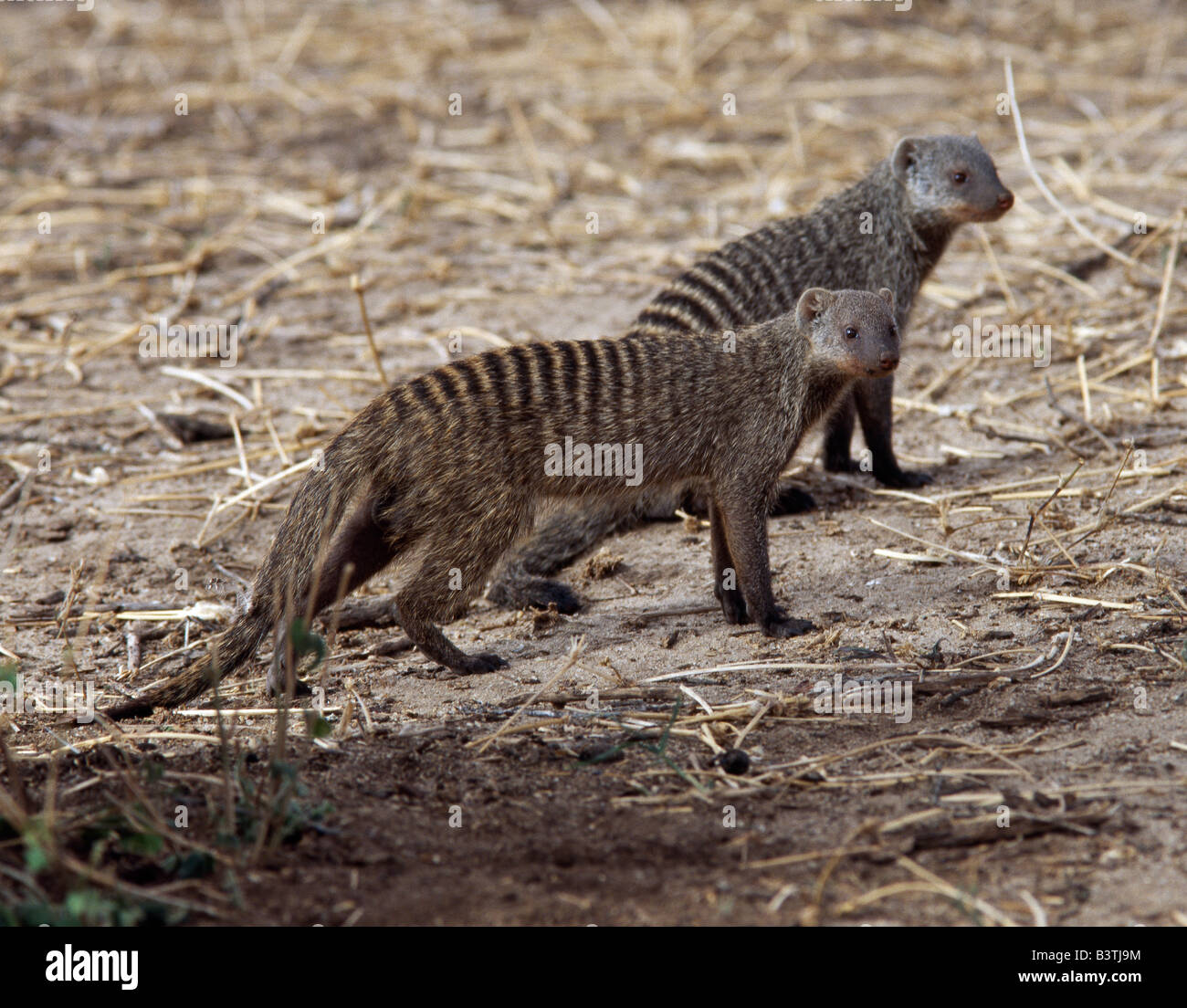 Tansania, Region Arusha, Tarangire-Nationalpark. Zwei gebänderte Mangusten aussehen Warnung, wie sie auf der Suche nach Essen zu bewegen. Mangusten sind in erster Linie terrestrische Fleischfresser, die Leben in Rudeln und oft ihre Höhlen oder Warrens in Termitenhügel Stockfoto