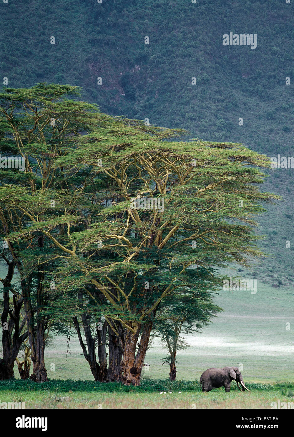 Tansania, Norden von Tansania, A feine Elefantenbulle ist in den Schatten gestellt durch die Mauer der Welt berühmten Ngorongoro Crater. Der Kraterboden 102-Quadrat-Meile ist spektakulär für die Tierwelt. Diese Funktion ist in der Tat eine "Caldera" - die größte ununterbrochene, unflooded Caldera der Welt - das war gebildet zweieinhalb Millionen Jahren als eine gewaltige Explosion die Wände von einem Vulkan stehen zerstört etwa 15.000 Fuß hoch. Ngorongoro wurde 1978 zum Weltkulturerbe erklärt. Stockfoto