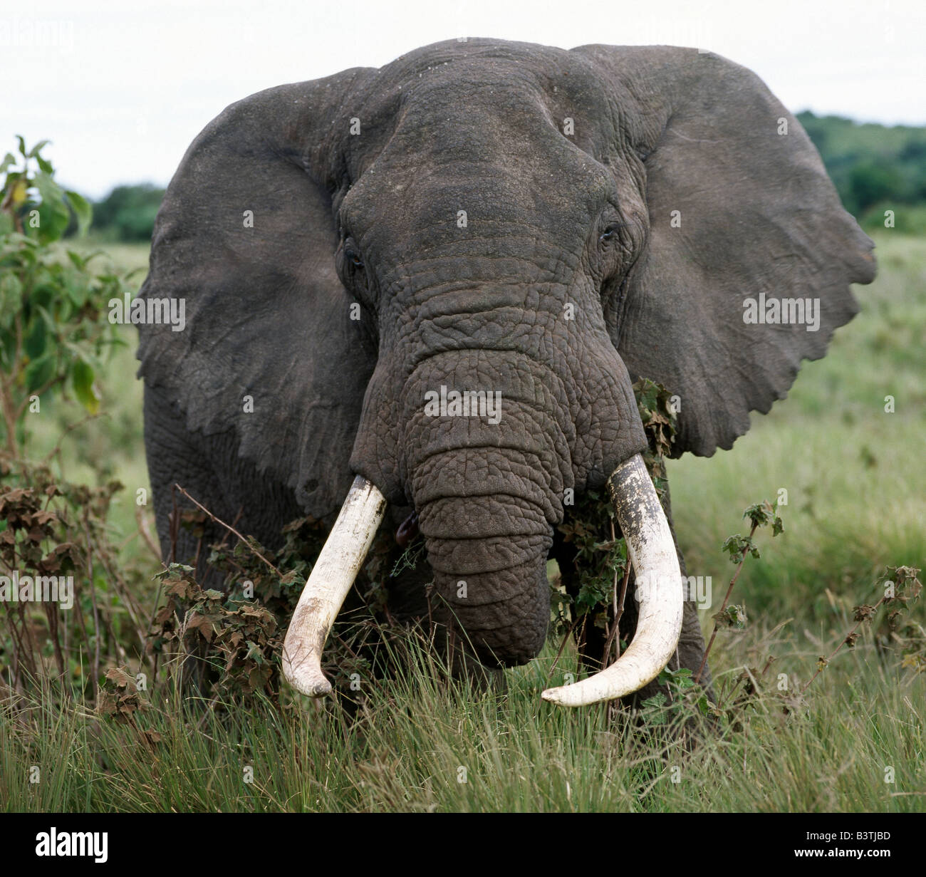 Tansania, Norden von Tansania, A feine Elefantenbulle ernährt sich entlang des Randes der Welt berühmten Ngorongoro Crater. Der Kraterboden 102-Quadrat-Meile und das umliegende Hochland sind spektakulär für die Tierwelt. Diese Funktion ist in der Tat eine "Caldera" - die größte ununterbrochene, unflooded Caldera der Welt - das war gebildet zweieinhalb Millionen Jahren als eine gewaltige Explosion die Wände von einem Vulkan stehen zerstört etwa 15.000 Fuß hoch. Ngorongoro wurde 1978 zum Weltkulturerbe erklärt. Stockfoto