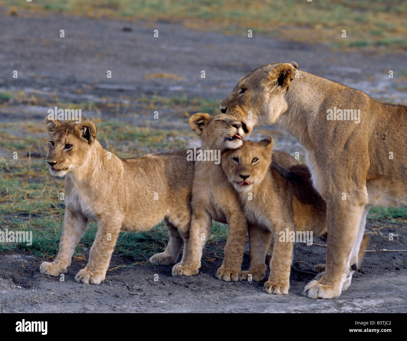 Tansania, Ngorongoro Conservation Area, Ndutu. Eine Löwin ist durch ihre drei jungen einen begeisterten Empfang gegeben. Stockfoto