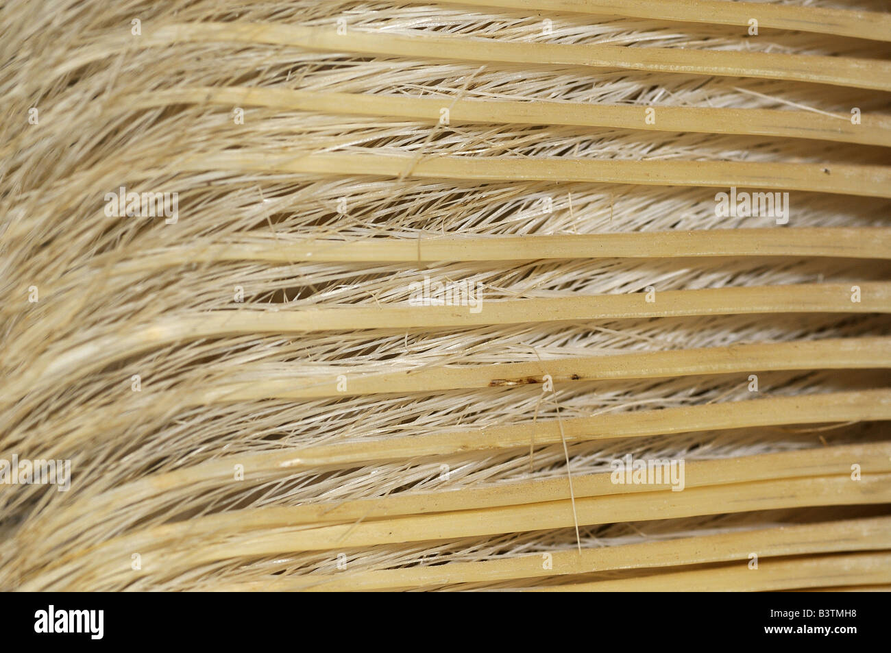 Nahaufnahme von grau Wal Baleen Eschrictius robustus Stockfoto