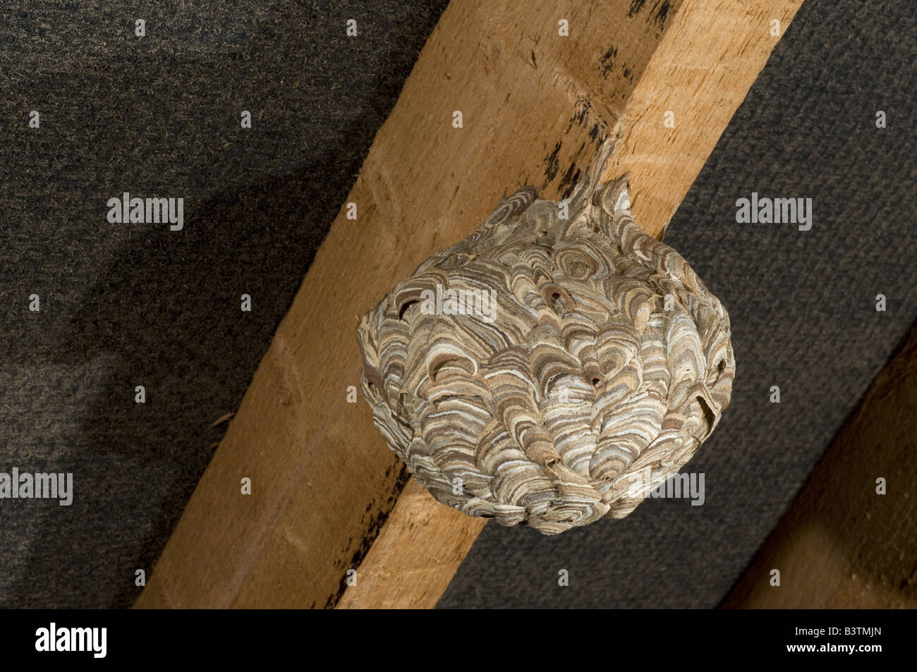 Gemeinsamen Wespe Nest Vespula Vulgaris im Haus loft Oxfordshire UK Stockfoto