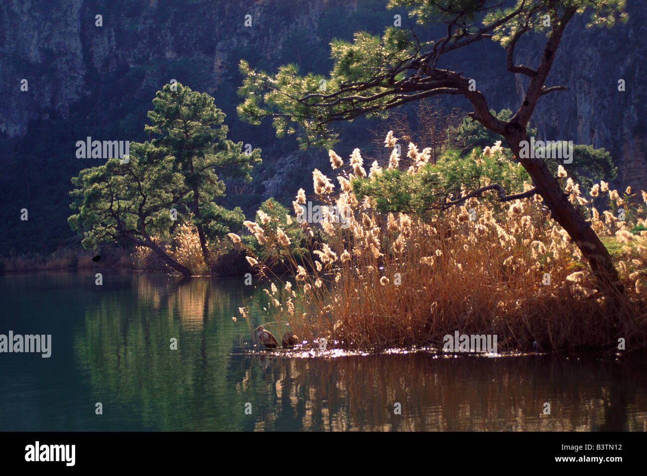 Europa, Türkei, Dalyan. Landschaftlich von Kiefern, Gräsern und Wasservögel am Köycegiz-See. Stockfoto