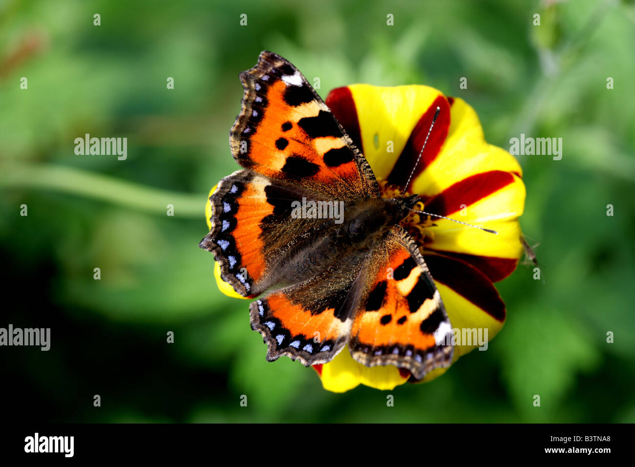 Kleiner Tortoiseshell-Schmetterling (Nymphalis urticae) auf Ringelblume Stockfoto