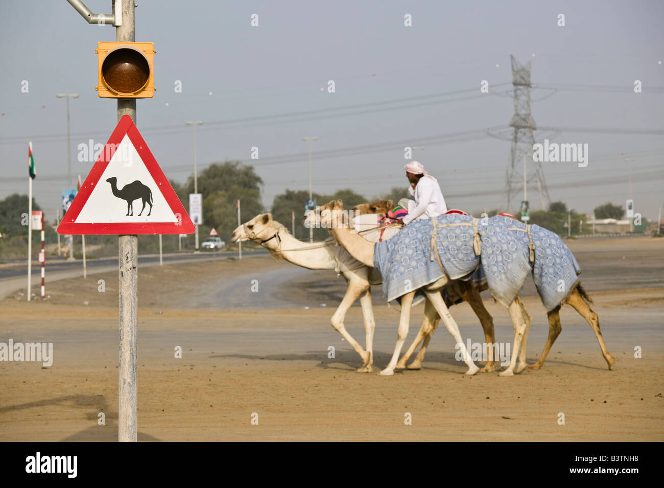 Vereinigte Arabische Emirate, Dubai, Al Marqadh. Dubai-Kamelrennen Track - Kamel durchqueren Zeichen Stockfoto