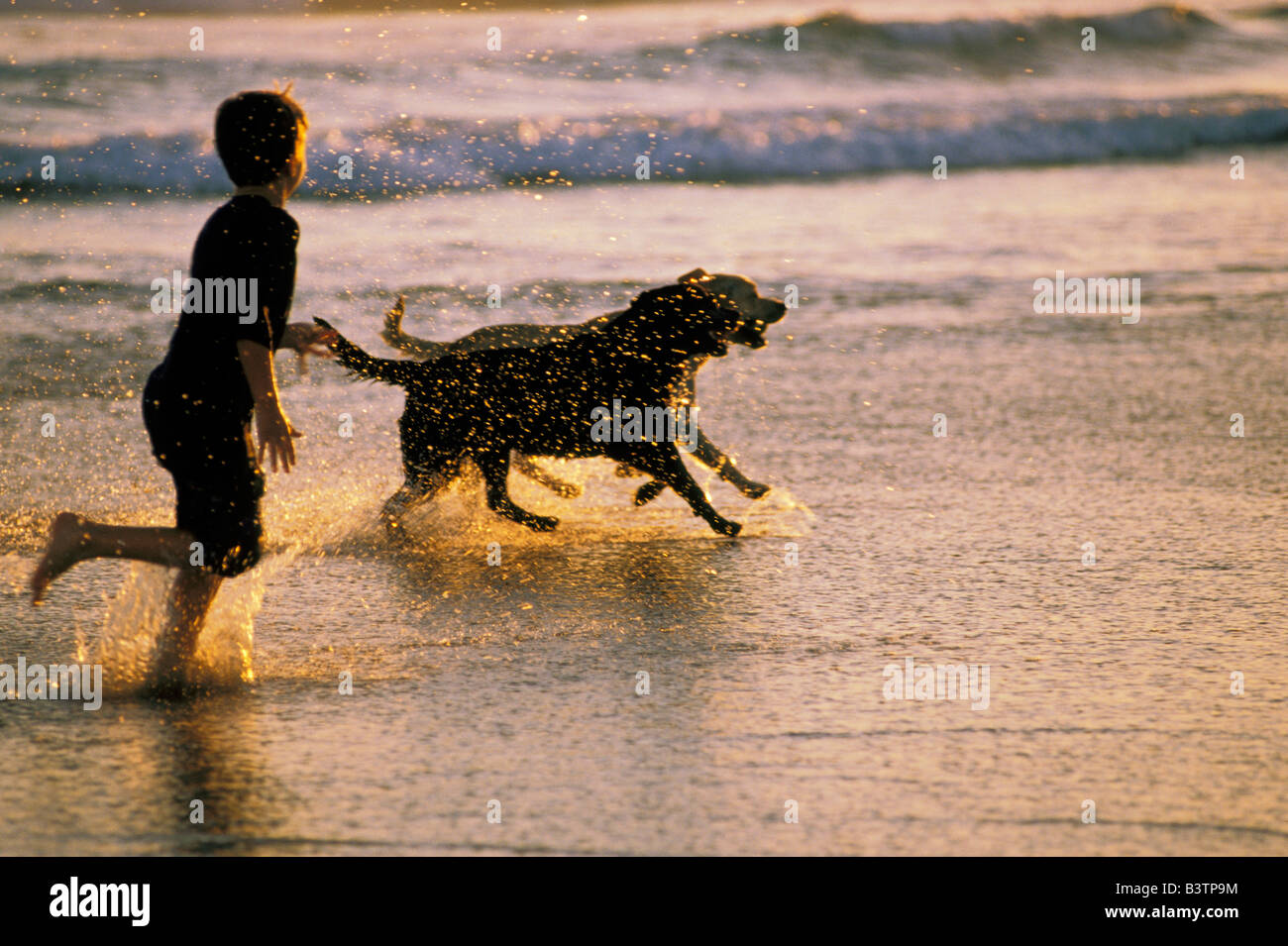Australien, New South Wales, Stockton Beach. Junge und Hunde laufen im Wasser. Stockfoto