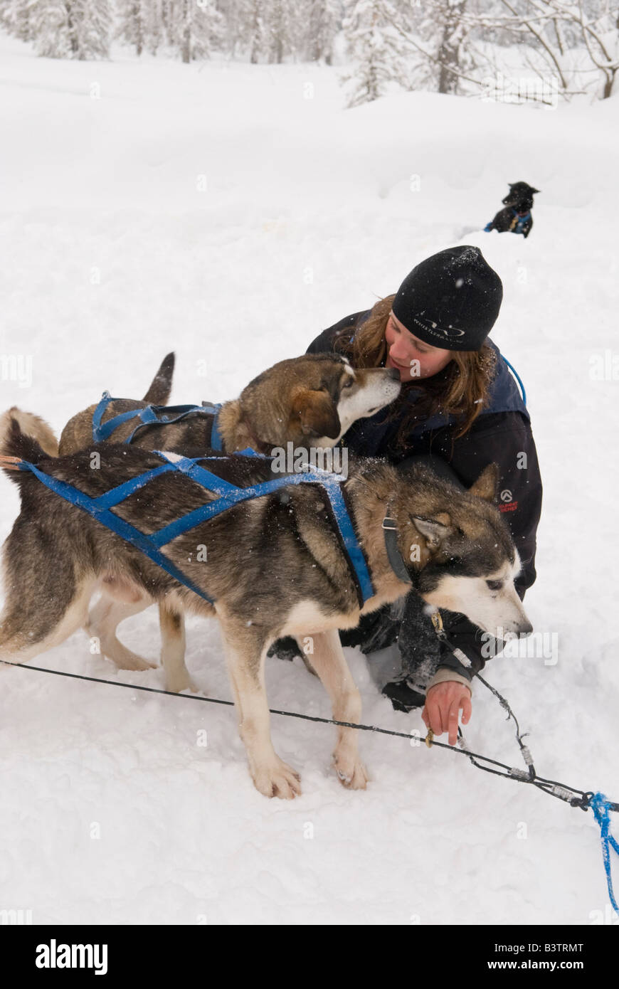 Bær muskel vinden er stærk Kanada, BC, Whistler. Hund-Wrangler bei Outdoor-Abenteuer Hundeschlitten  Betrieb Stockfotografie - Alamy