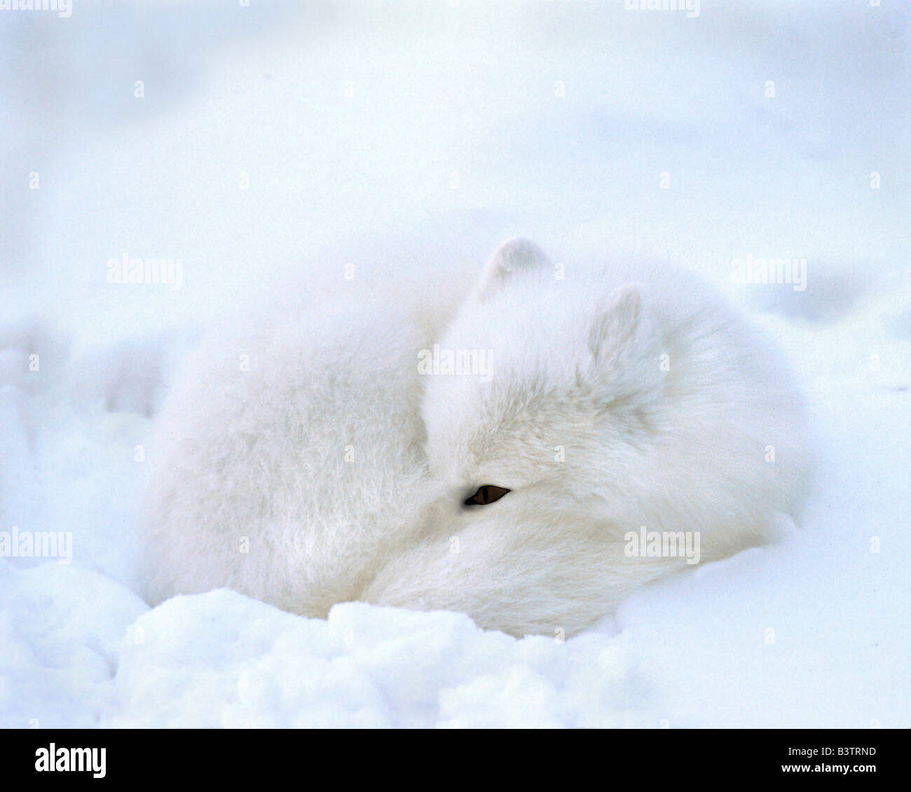 Kanada, Manitoba, Churchill. Artic Fox mit offenen blauen Auge ruht in einer Schneewehe. Stockfoto